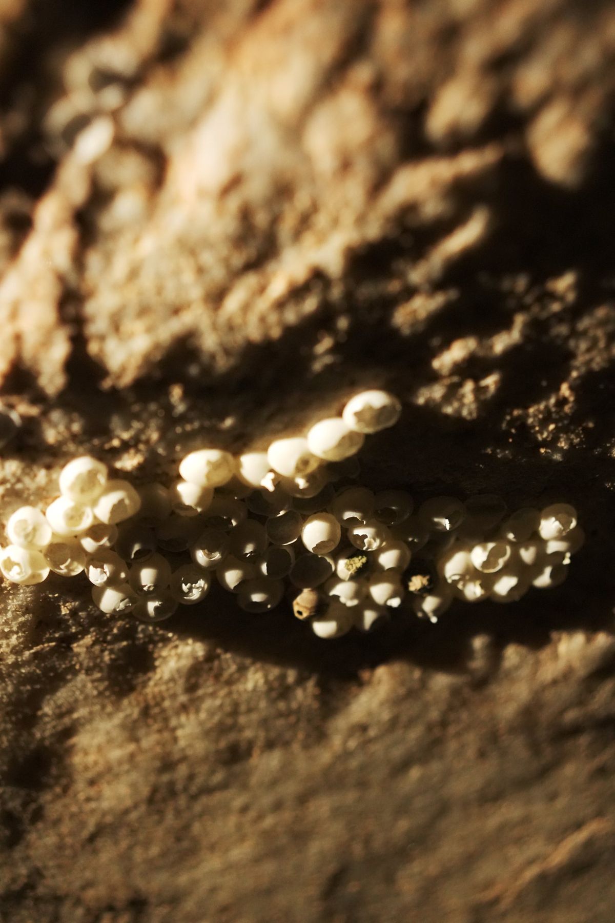 Gosthani Caving Experience — photo 12